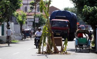 DITANAMI POHON PISANG