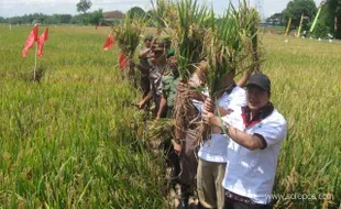 Hasil panen memuaskan, warga Desa Ngabean gelar panen raya