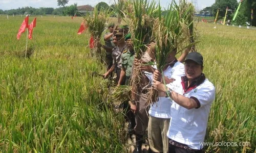 Hasil panen memuaskan, warga Desa Ngabean gelar panen raya