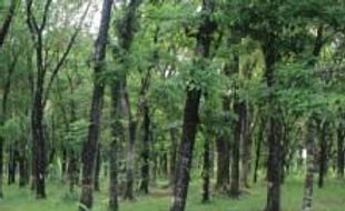  Hutan kota Sragen jadi percontohan Jateng