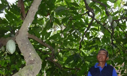 Desa Waleng, kaya akan buah-buahan..