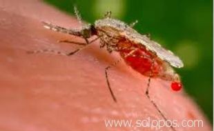 Kulonprogo Galakkan Eliminasi Radikal Malaria