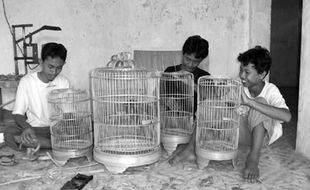  Sangkar burung Masaran tembus pasar luar Jawa