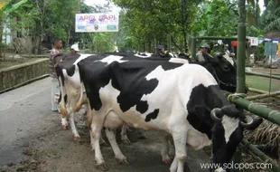 Pencuri sapi dihajar massa