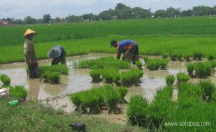  MT I, petani diminta hindari benih hibrida