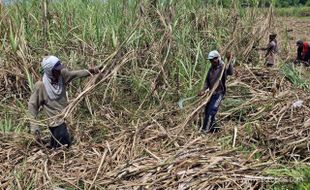 NDONESIA AKAN KEKURANGAN PASOKAN GULA HINGGA 500.000 TON