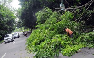 POHON TUMBANG