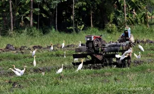 LAJU KONVERSI LAHAN PERTANIAN CAPAI TITIK KRITIS