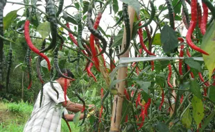 HARGA SAYURAN : Harga Cabai Merah di Tingkat Petani Hanya Rp2.000 Per Kg