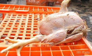 Temukan H5N1, Hong Kong larang perdagangan ayam