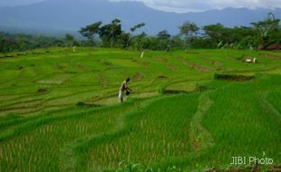 PERTANIAN BANTUL : Sundep Mengancam, Petani Waswas, PPL Angkat Tangan