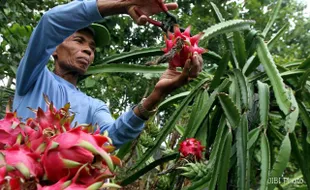 PANEN BUAH NAGA