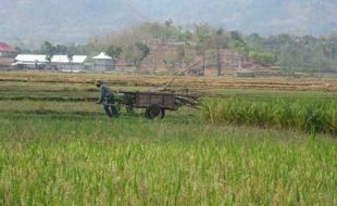 Tanah Dirusak Pupuk Kimia, Produksi Gabah Tak Maksimal