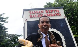 AKSI JOKOWI: Cek Taman Reptil, Jokowi Dililit Ular Boa