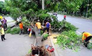 POHON TUMBANG