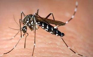 Waspada! Purworejo Jadi Satu-satunya Daerah Endemi Malaria di Jateng