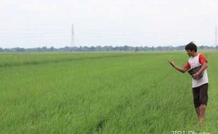 Konsumsi Pupuk Petani Masih Tinggi