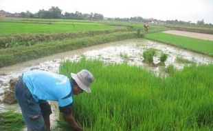 Dispertan Fasilitasi Pinjaman Modal Petani