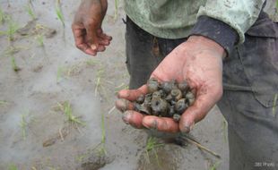 PERTANIAN KLATEN : Serangan Keong Paksa Petani Bayat & Gantiwarno Tanam Ulang Padi