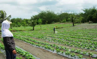 Ratusan Hektare Tanaman Melon Diserang Jamur