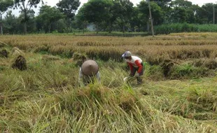 Tanaman Padi Ambruk, Petani Panen Dini