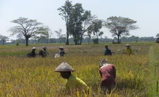 286 Hektare Tanaman Padi Terancam Puso