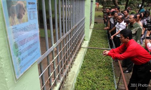 SINGA TSTJ MATI : DPRD Solo: Direksi TSTJ Harus Bertanggung Jawab