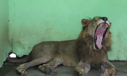 SINGA TSTJ SOLO MATI : Pengelola Kebun Binatang Jurug Pernah Usulkan Oni Disuntik Mati