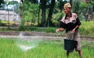 PERTANIAN SLEMAN : Desa Tamanmartani Olah Limbah Jadi Pupuk Murah