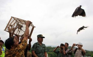 PELEPASLIARAN BURUNG