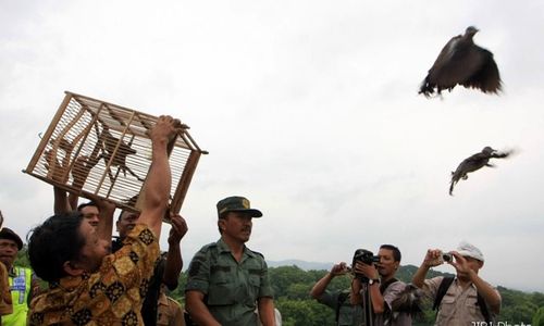 PELEPASLIARAN BURUNG