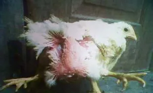 WOW! Ada Ayam Berkaki Empat di Klaten