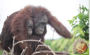 KEBAKARAN HUTAN : Gara-Gara Kabut Asap, 40.000 Orang Utan Punah