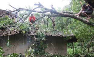 Pohon Tumbang Timpa Rumah Warga Gunungkidul