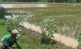 BANJIR SUKOHARJO: 140 Ha Padi Terancam Gagal Panen