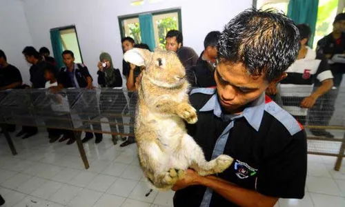 LOMBA KELINCI DI BALEKAMBANG