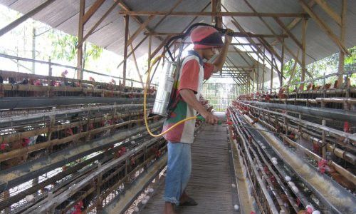  ANTISIPASI FLU BURUNG, Pemkab Intensifkan PVUK