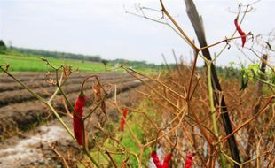 DAMPAK CUACA: Banyak Tanaman Cabai di Kulonprogo Membusuk