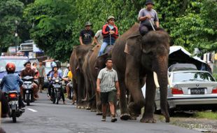 GAJAH LATIHAN DI JALAN RAYA