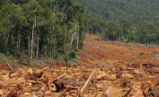 Ribuan Hektare Hutan di Sleman Kritis