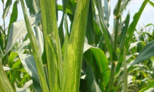 Harga Turun, PETANI JAGUNG Terancam Merugi