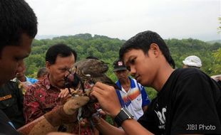 KONSERVASI HEWAN : Elang Jawa Merapi Tinggal Empat, Ini Penyebabnya