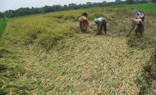  PADI AMBRUK: Petani Panen Dini