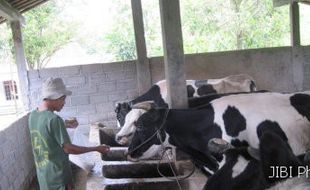  SAPI PERAH: Disnakperla Lakukan Pengembangan di Slogohimo