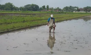 WARGA GIRIMARGO Butuh Sarana Pengairan