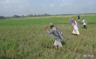  HAMA PENGGEREK BATANG: Lima Hektare Lahan di Kuncen Disemperot