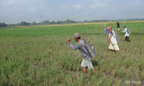  HAMA PENGGEREK BATANG: Lima Hektare Lahan di Kuncen Disemperot