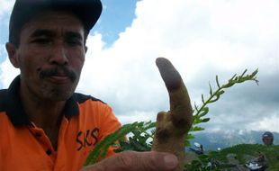 Pohon Penghijauan Merapi diserang "Tumor"