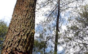 Menjulang 102,3 Meter, Cypress Raksasa di Tibet Jadi Pohon Tertinggi di Asia