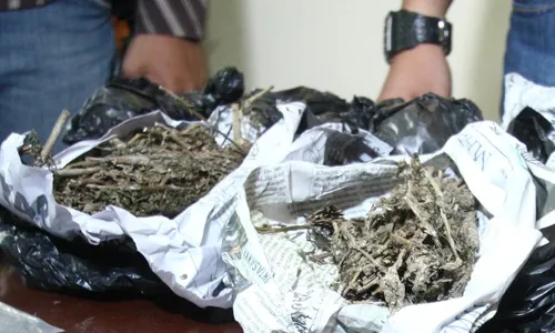 GANJA SURABAYA : Polisi Ringkus Tersangka Pemilik Daun Ganja